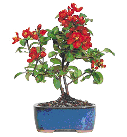 Bonsai Tree